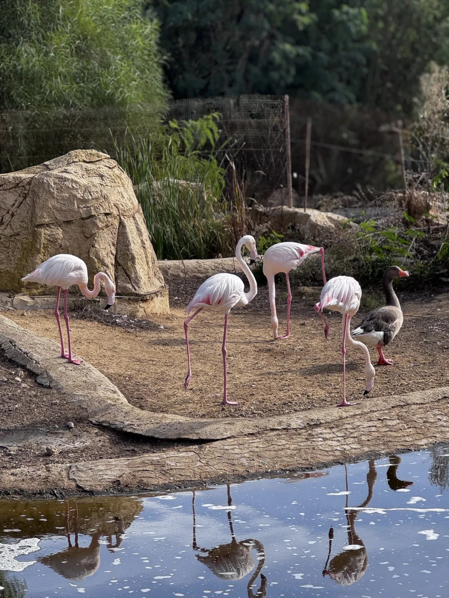 Pink flamingos at Friguia Park
